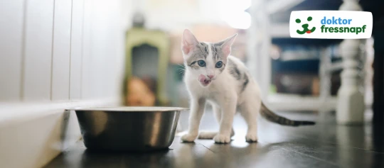 Klein wit-grijs kitten likt zijn lippen naast een metalen voerbak op een donkere vloer, met het