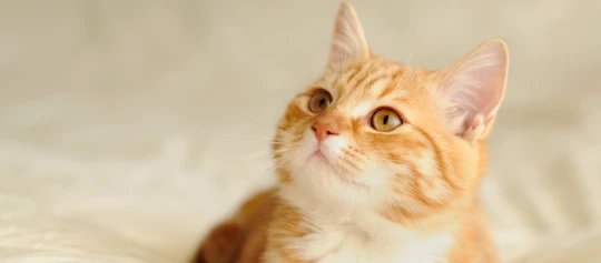 Nahaufnahme einer orangefarbenen getigerten Katze mit weißen Abzeichen und bernsteinfarbenen Augen, die aufmerksam nach oben schaut.