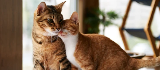 Zwei Katzen kuscheln liebevoll miteinander in einem gemütlichen Innenraum.