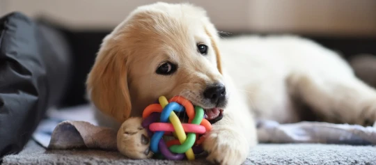 Niedlicher Golden Retriever Welpe, der auf einer Decke liegt und einen bunten Spielzeugball kaut