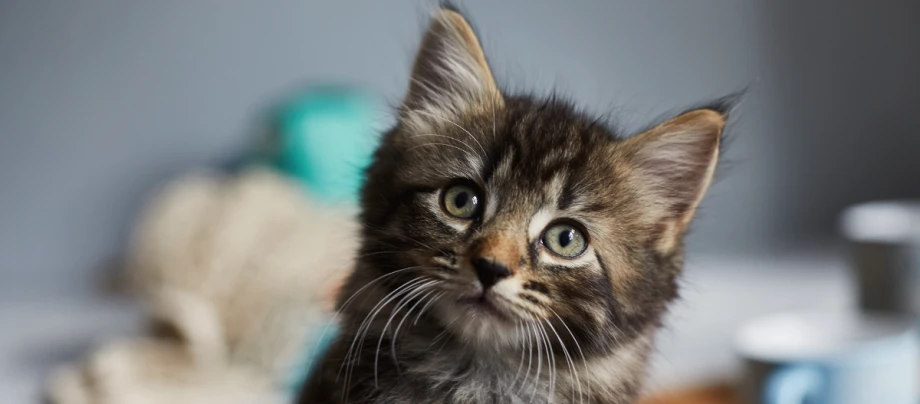 Tabby-Kitten schaut in die Luft.