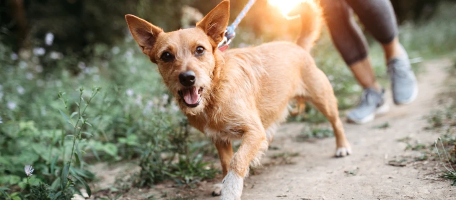 Kleiner, beige-brauner Hund läuft an der Leine.