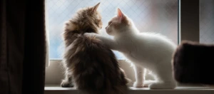 Zwei Katzen auf der Fensterbank, eine weiße Katze legt ihre Pfote liebevoll auf eine flauschige braune Katze, die nach draußen schaut.