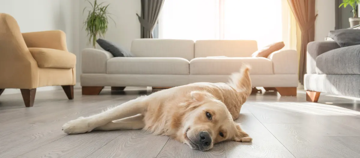 Goldener Retriever liegt entspannt auf hellem Holzboden im modernen Wohnzimmer mit bequemen Sofas und natürlichem Sonnenlicht