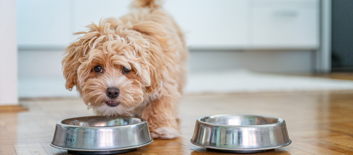 Le Maltipoo Caract re nature ducation toutes les