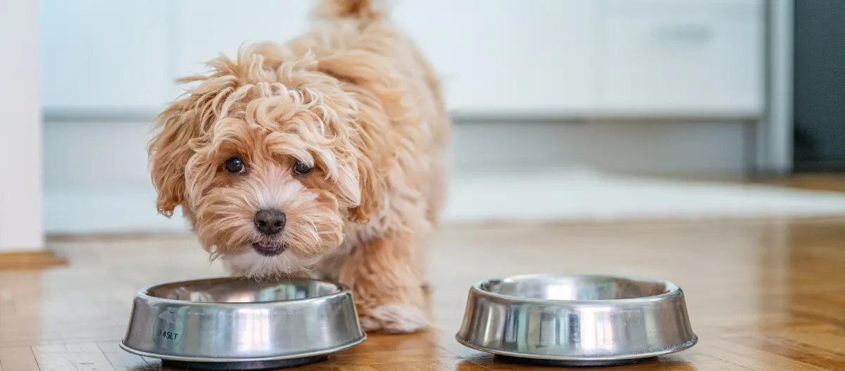 Kleiner lockiger Hund steht vor zwei leeren Edelstahlnäpfen auf Holzboden in der Küche
