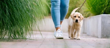 Junger Labrador-Welpe wird an der Leine auf einem gepflasterten Weg neben grünem Gras und Betonrand spazieren geführt.