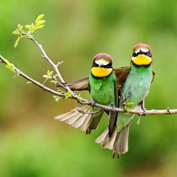 Twee kleurrijke bijeneters met groene lichamen en gele kelen zitten op een tak met groene bladeren tegen een wazige groene achtergrond.