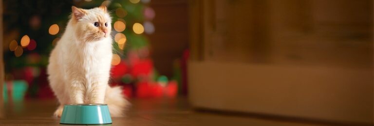 17_FN_Weihnachten_Katze_10_Motiv_10_6415__800x800px_72dpi_RGB