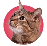 Nahaufnahme einer getigerten Katze mit aufmerksamem Blick vor rosa Hintergrund