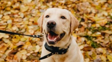 Labrador Retriever heureux avec collier noir en laisse, assis sur un sol couvert de feuilles d'automne jaunes