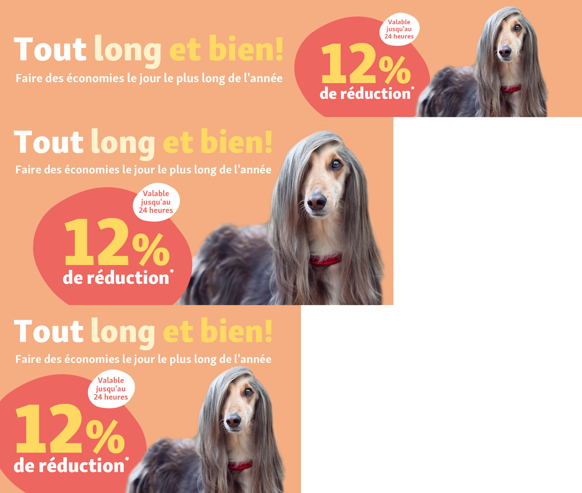 Publicité avec un chien à poils longs et une réduction de 12% valable 24 heures, économies le jour le plus long de l'année