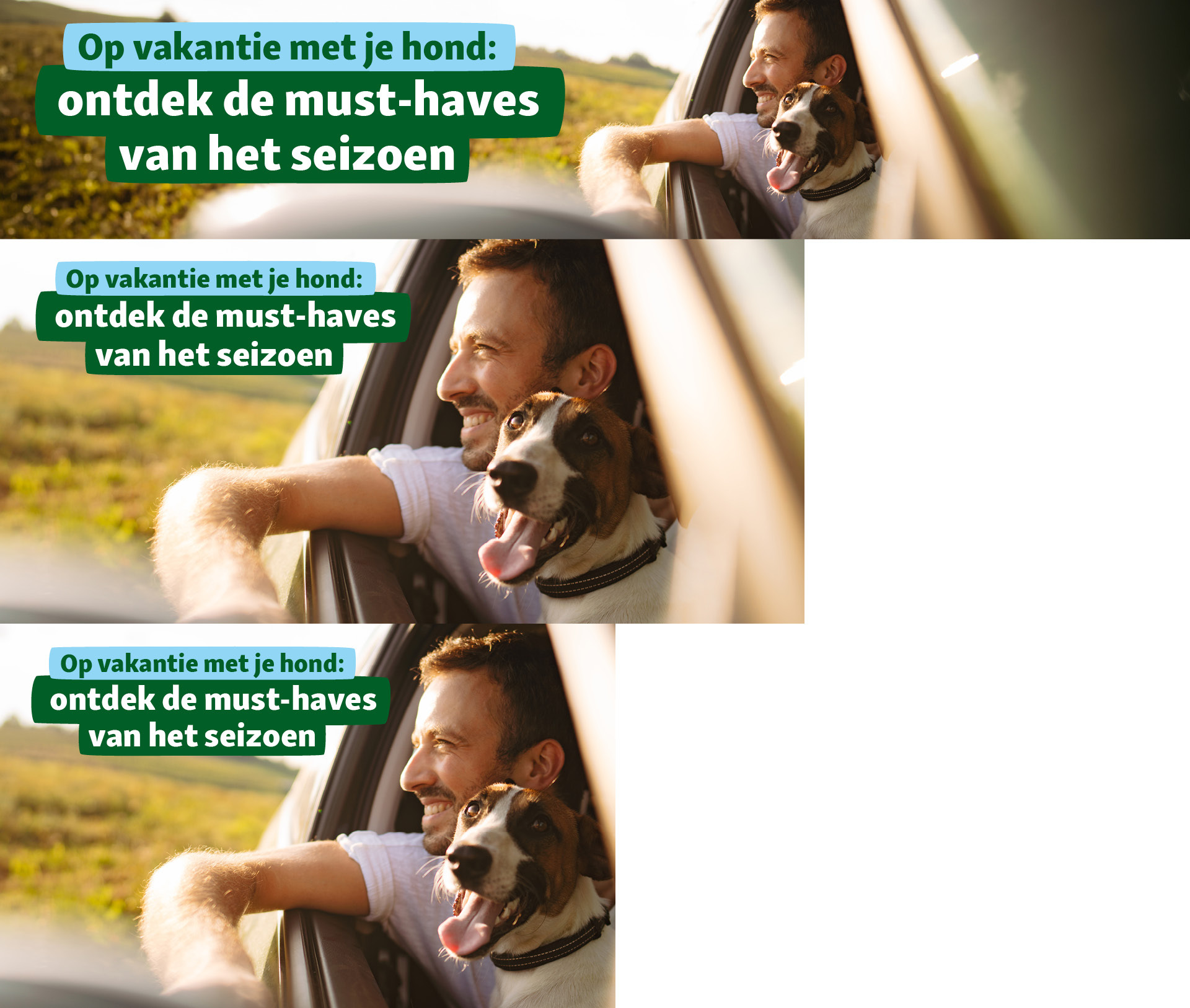 Man en hond hangen uit het autoraam en genieten van een zonnige dag op het platteland – op vakantie met je hond: ontdek de must-haves van het seizoen