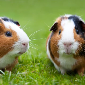 Deux cochons d'Inde tricolores assis sur de l'herbe verte en plein air