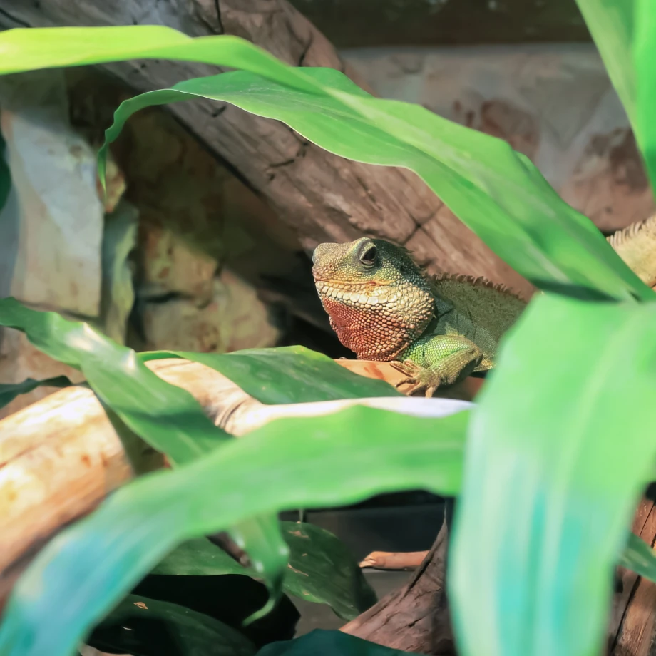 terrarium-abkuehlung