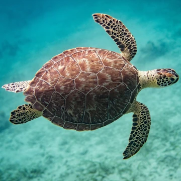 Close-up van een zeeschildpad die zwemt in helder blauwgroen water met een gedetailleerd bruin schild en gevlekte vinnen