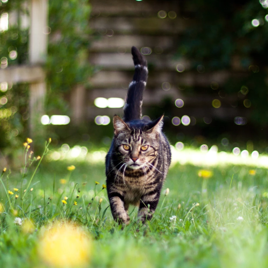 Katze streunert durch Garrten