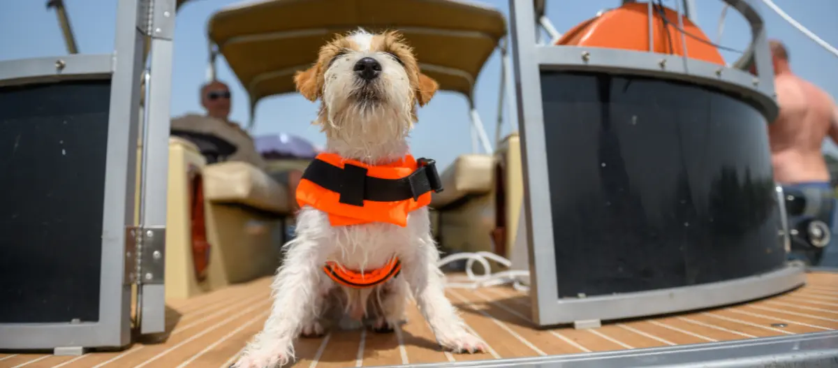 Kleiner nasser Hund mit orangefarbener Schwimmweste sitzt auf dem hölzernen Deck eines Bootes an einem sonnigen Tag