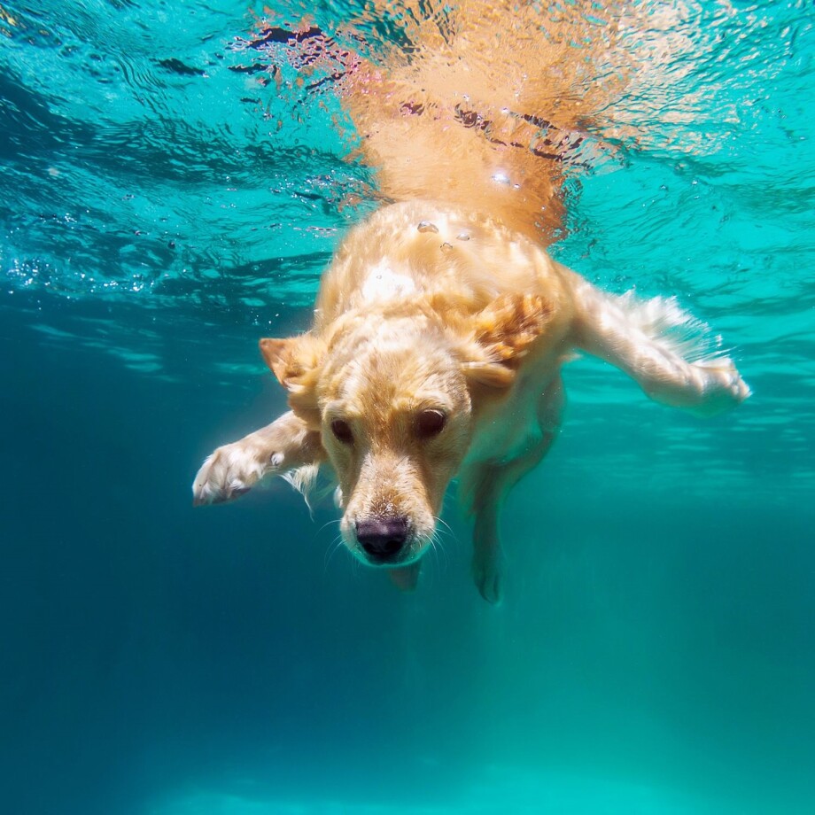 Hund schwimmt
