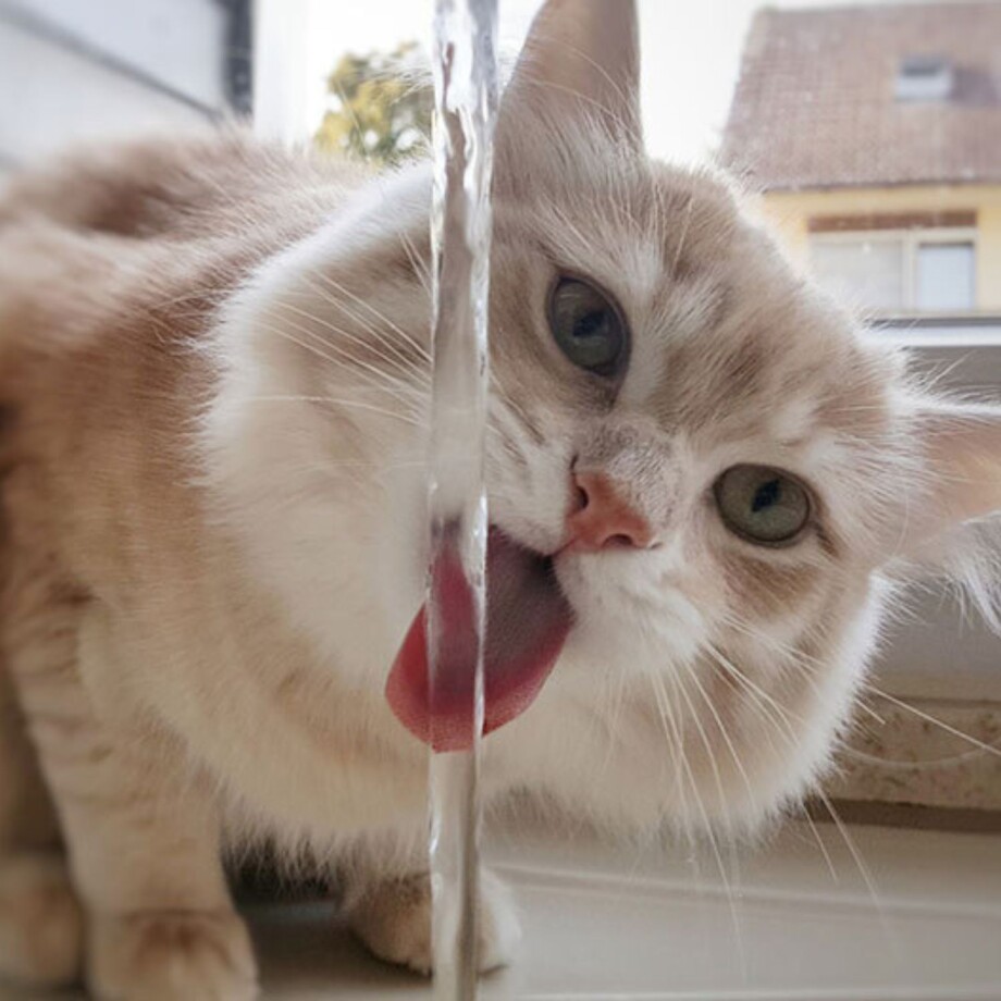 Katze trinkt aus einem Wasserhahn