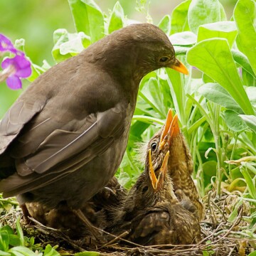 Bruine merel voedt hongerige kuikens in een nest omgeven door groene bladeren
