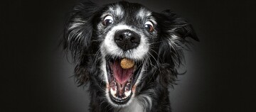 Aufnahme eines schwarz-weißen Hundes mit aufgerissenen Augen, der einen Leckerbissen fängt – verspielter und begeisterter Hund