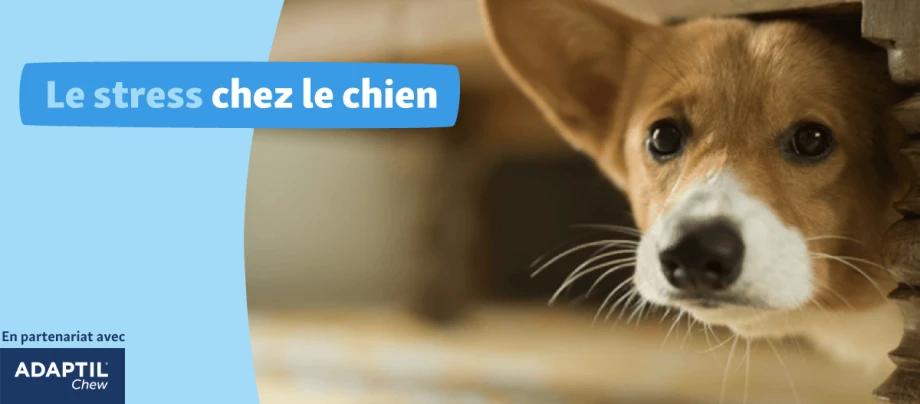 ADAPTIL Chew - bouchées apaisantes pour Chien