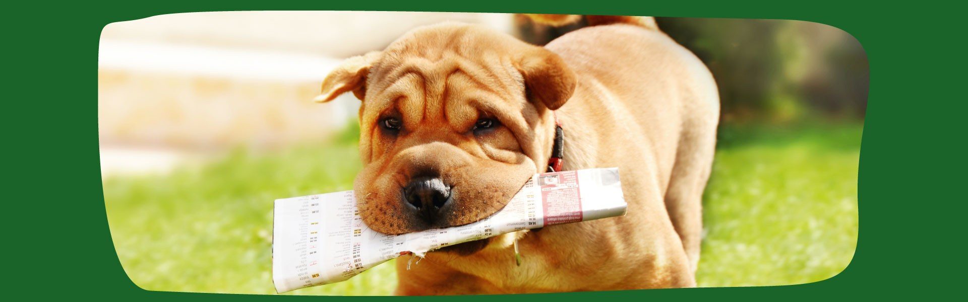Chien Shar Pei tenant un journal dans la bouche sur de l'herbe verte en plein air