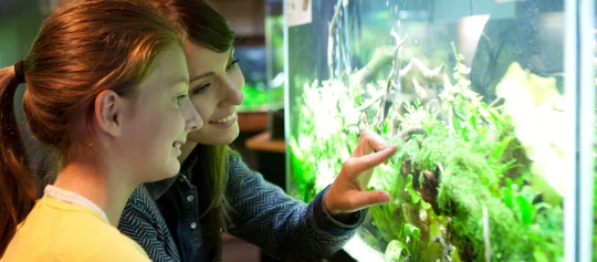 Zwei junge Frauen betrachten begeistert ein mit Wasserpflanzen und Wurzeln bepflanztes Aquarium in einem gut beleuchteten Raum.