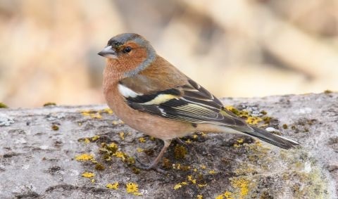 Kleintier-Zubehör im Zoofachgeschäft mit Holzhäusern, Laufrädern und Spielzeug für Hamster und Kaninchen