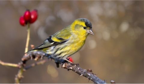 Supermarktregal mit einer großen Auswahl an Konserven und Gläsern, gut organisiert und sauber präsentiert.