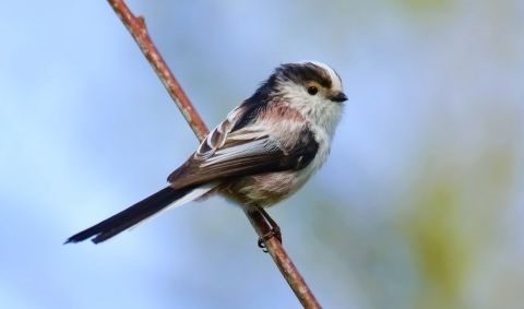 Innenansicht eines Zoofachgeschäfts mit Kaninchenkäfigen, Kleintierfutter und Zubehör in einem hell beleuchteten Raum mit grünen Wänden.