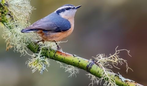 Innenansicht eines gut organisierten Katzenbereichs in einem Zoofachgeschäft mit Katzenfutter, Spielzeug, Kratzbäumen und gemütlichen Katzenbetten.