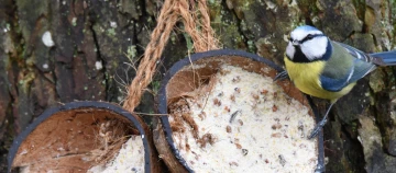 Blaumeise sitzt auf einem Kokosnussschalen-Futterspender mit Vogelfutter vor Baumrinde