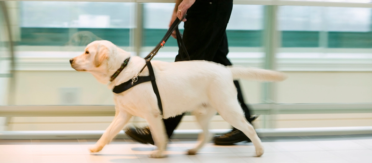 Blinder Mensch geht mit weißem Labrador-Blindenführhund an der Leine in modernem Innenraum.
