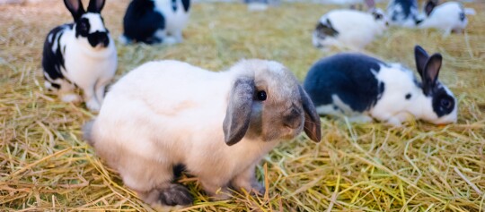 Kilka królików o czarno-białym i szarym umaszczeniu siedzi na słomie w przytulnym pomieszczeniu.