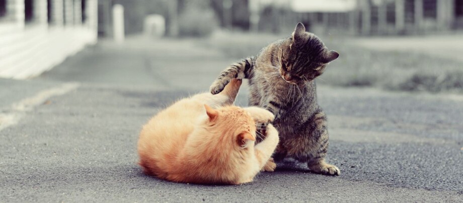 Zwei Katzen kämpfen auf der Straße