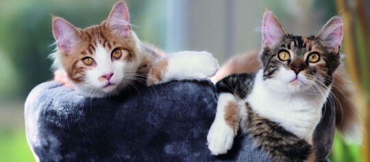 Two relaxed cats with amber eyes on a gray cat bed