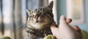 Glückliche getigerte Katze, die sanft unter dem Kinn von einer menschlichen Hand gekrault wird