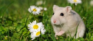 Mały jasny chomik siedzi na zielonej trawie obok białych stokrotek z żółtymi środkami