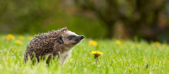 Nahaufnahme eines Igels auf grünem Gras neben einer gelben Löwenzahnblume im Garten