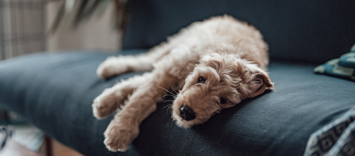 Entspannter hellbrauner lockiger Hund liegt auf dunkelblauem Sofa im Wohnzimmer