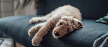 Entspannter hellbrauner lockiger Hund liegt auf dunkelblauem Sofa im Wohnzimmer