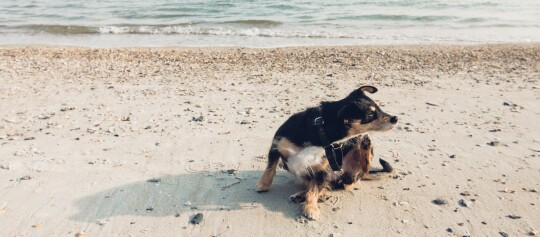Kleiner schwarz-brauner Hund kratzt sich am Strand nahe dem Wasser mit Sand und Kieselsteinen