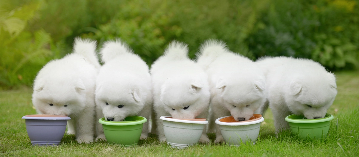 Cinq chiots Samoyède blancs et duveteux mangeant dans des bols colorés sur une pelouse verte en plein air