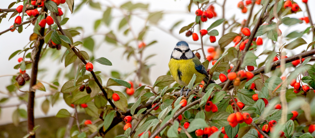 Blaumeise sitzt in Hagebuttenstrauch