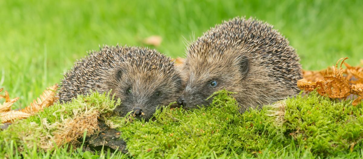 Zwei Igel auf der Wiese