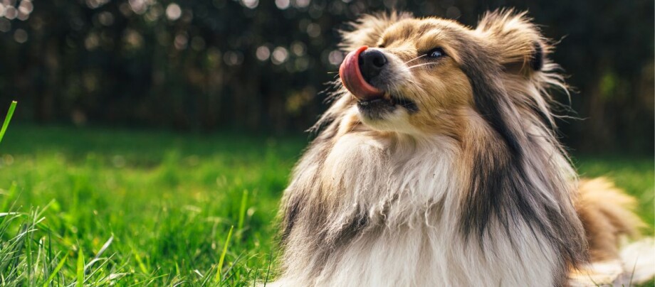 Hund streckt Zunge raus