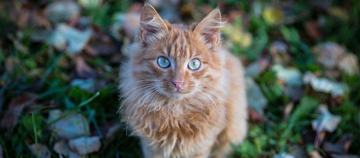 Katze store „Weibchen“