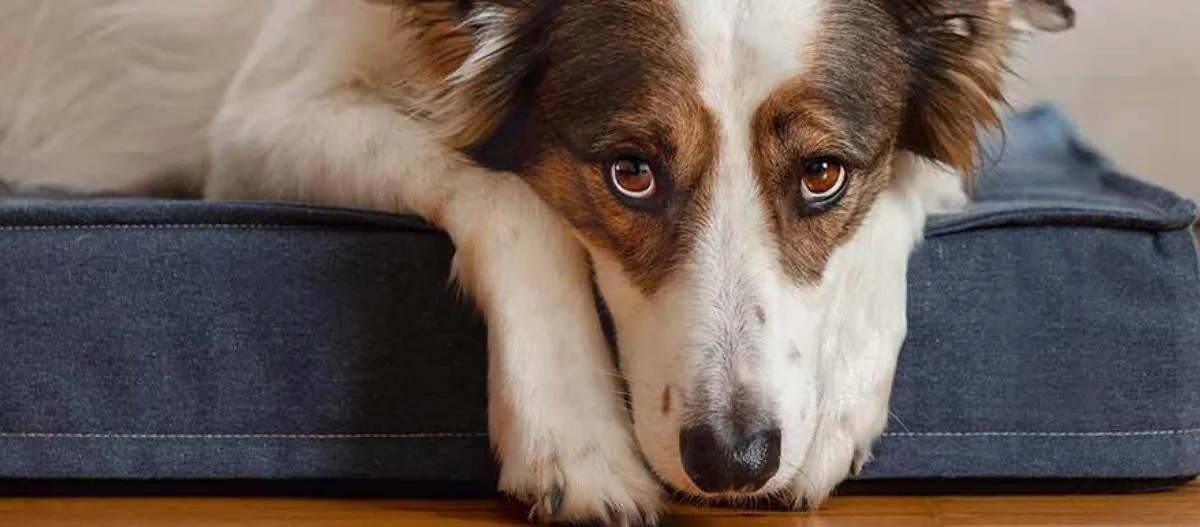Nahaufnahme eines ruhenden Hundes mit braun-weißem Fell auf einem blauen Hundebett, der direkt in die Kamera schaut.